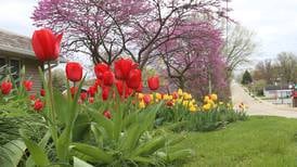 Photos: More than 1,000 tulips bloom outside a Spring Valley home