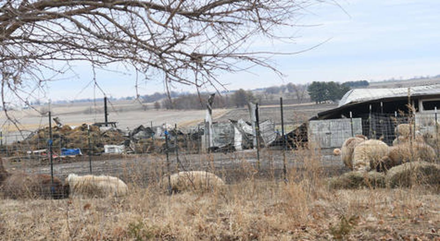 Two barns were destroyed during a fire on Monday in the 1300 block of Skare Road, just south of Illinois 64, but all the livestock survived. Several fire departments responded to the call including Oregon, Mt. Morris, and Stillman Valley.