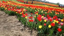 Down the Garden Path: Digging spring flowers