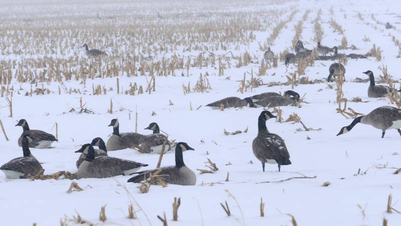 Canada geese lay in the snow in a corn field near the intersection of Orlando Smith Road and Walnut Street on Monday, Dec. 1, 2025 in Oglesby.
