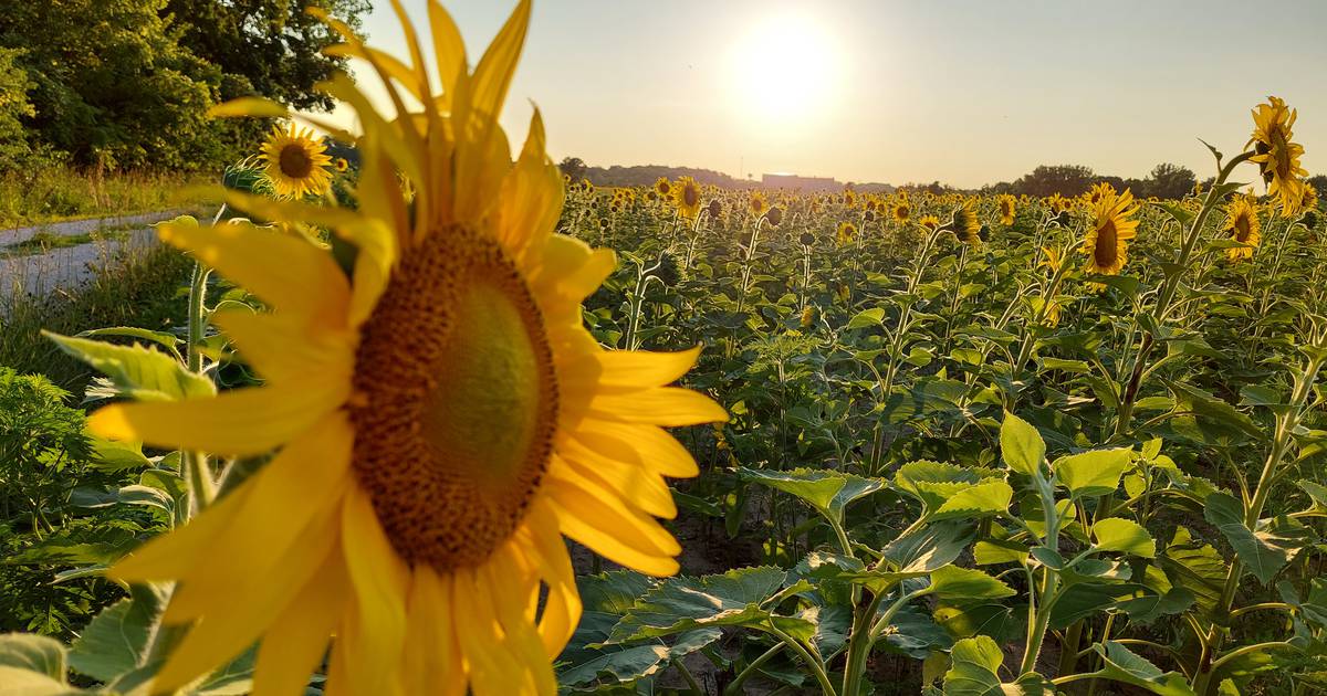 Sunflowers at Matthiessen State Park are in bloom Shaw Local