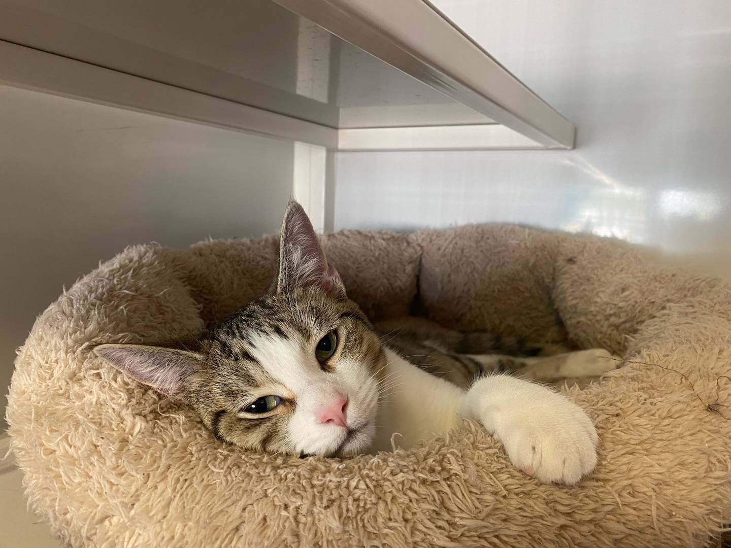 Mace is a 6-month-old brown tabby with a hint of white. He is a bit rambunctious, but does indulge in naps. Mace is curious and loves watching birds in the window. For more information about Mace, including adoption fees please visit justanimals.org or call 815-448-2510.