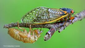 Great PrairieFest cicada contest to celebrate coming cicada brood