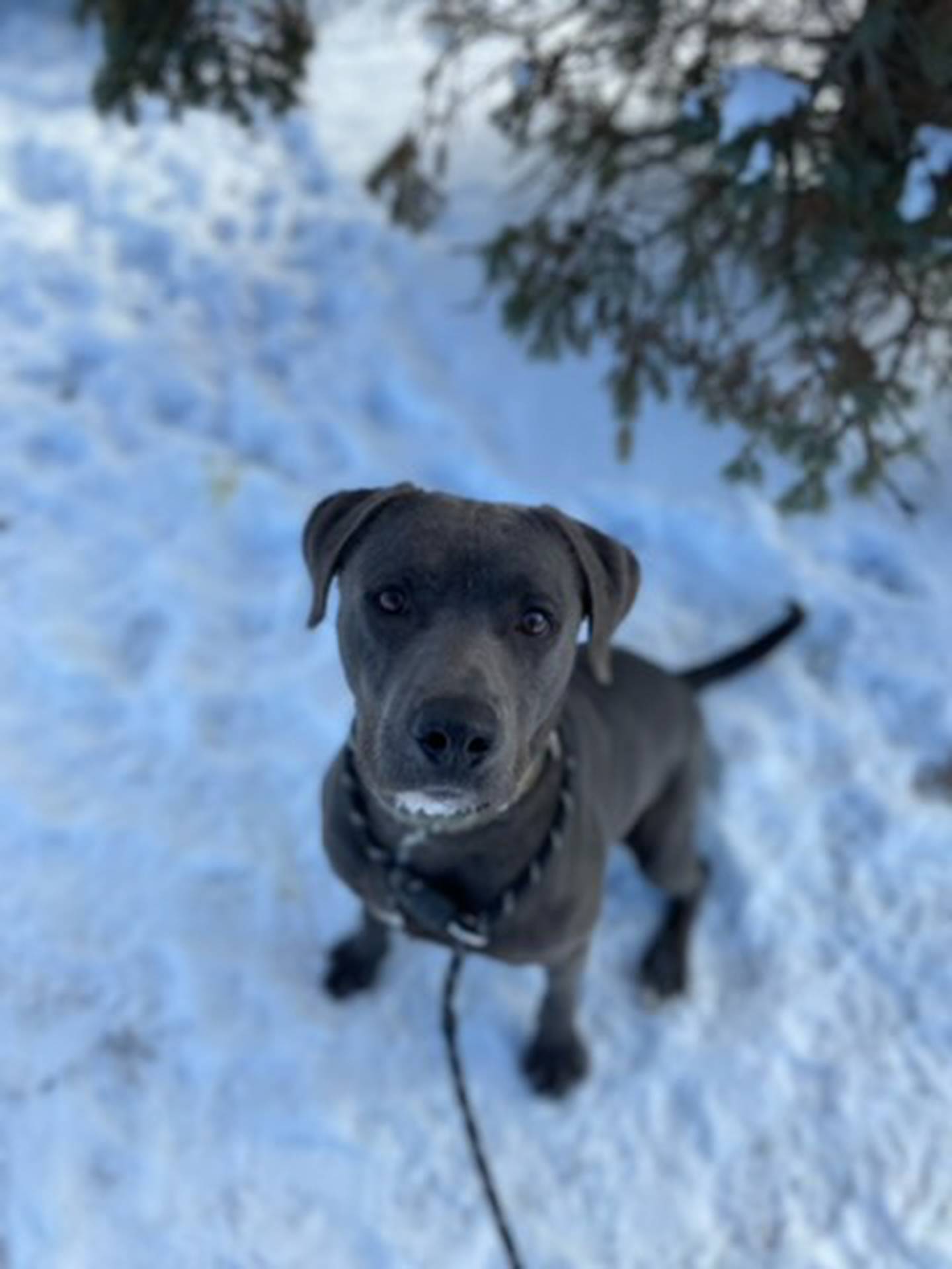 Two-year-old Hemingway is active, fun and energetic. He can be a little tentative around new people but warms up quickly. He loves to go on walks and play with his toys. To meet Hemmingway, email Stacy at stacy@nawsus.org. Visit nawsus.org.