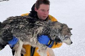 Firefighters rescue husky who fell through ice near St. Charles