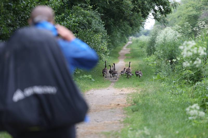 Feeding America supporter Brian Christner stops to take a photo of a family of geese along the I&M Canal State Trail in Joliet for his social media accounts. Brian started his fundraising journey in Delaware on February 19th and expects to finish outside San Francisco in December.