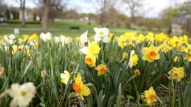 Photos: Celebrating five years of Project Daffodil in St. Charles