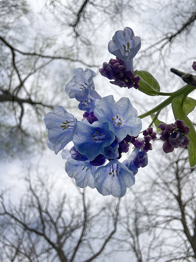 Bluebells bloom along the trailhead to Illinois Canyon on Monday, April 13, 2026 in Starved Rock State Park.