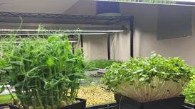 Bertolet Memorial Library hosting microgreen learning sessions on Nov. 5, 15