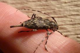 Good Natured in St. Charles: Long-horned beetle encounter gets personal