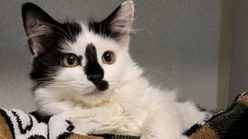 Kitten all about having fun, getting loved
