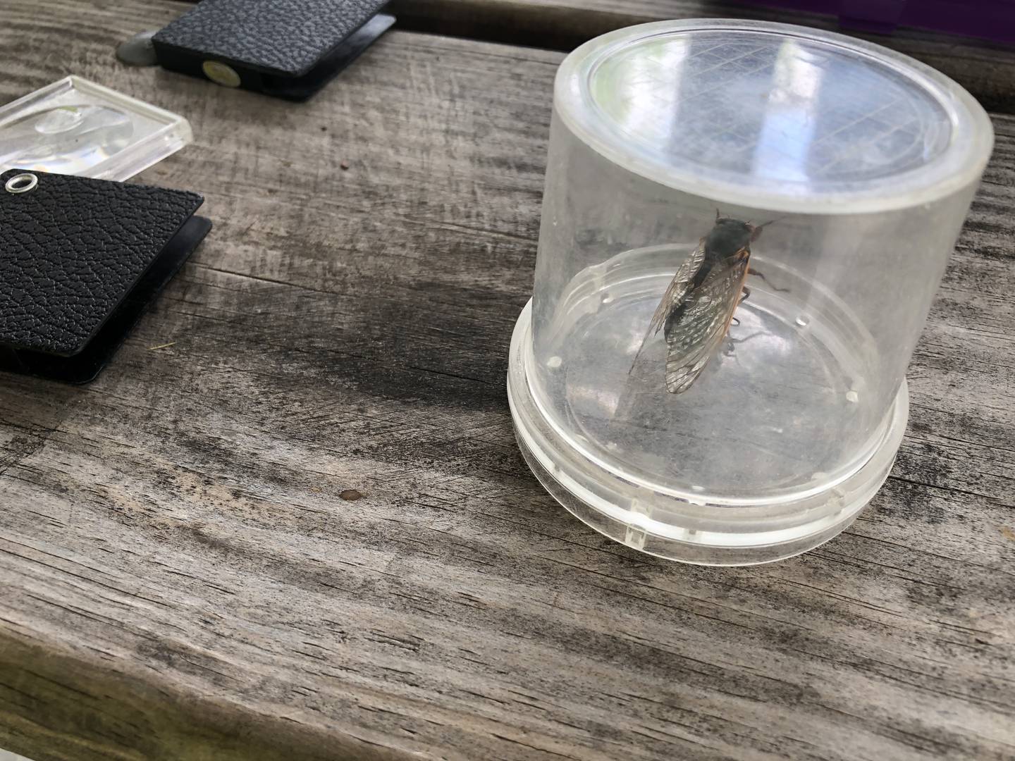 A cicada under glass on Sunday, June 2, 2024, as part of the Cicada Celebration at the Fox Bluff Conservation Area. As no bugs from the 17-year brood could be found at the park, district employees brought in bugs from another park for the event.