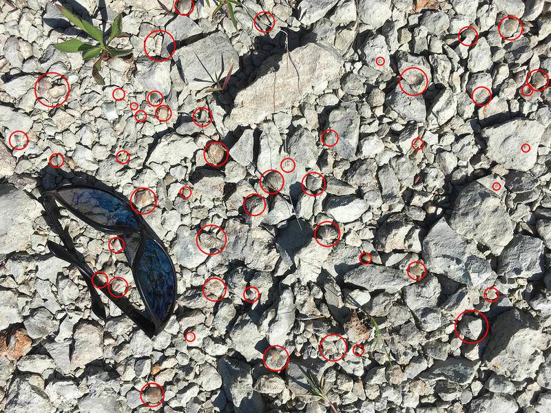 Future fossil park still possible at former Lone Star Quarry site near