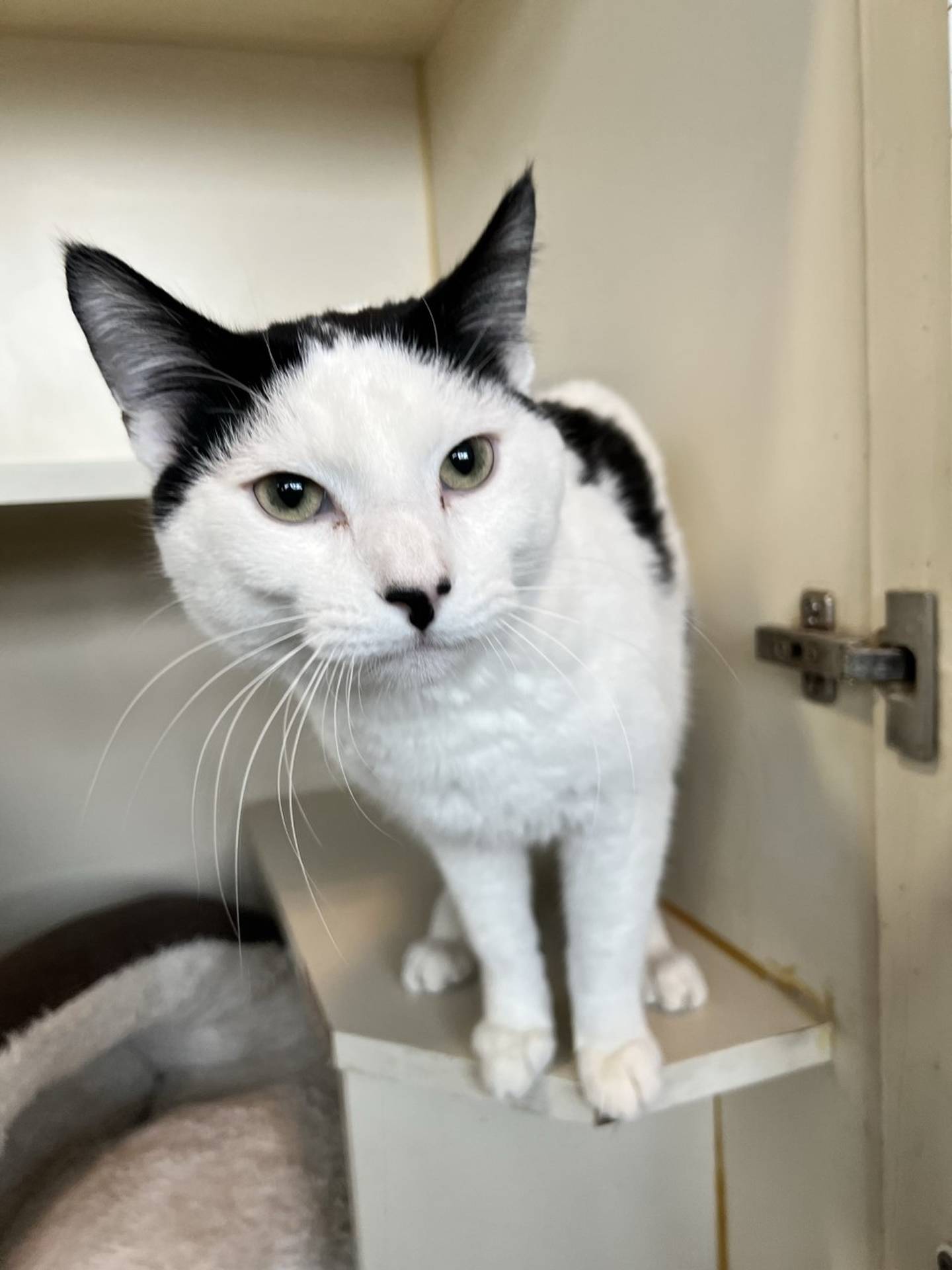 Dublin is a sweet 2-year-old black and white domestic shorthair. He was at risk of euthanasia in an animal control before being rescued. He is friendly and social with everyone he meets. He loves attention and wants to be near people. He is good with other cats. He will be a good fit for any home. To meet Dublin, email Catadoptions@nawsus.org. Visit nawsus.org.