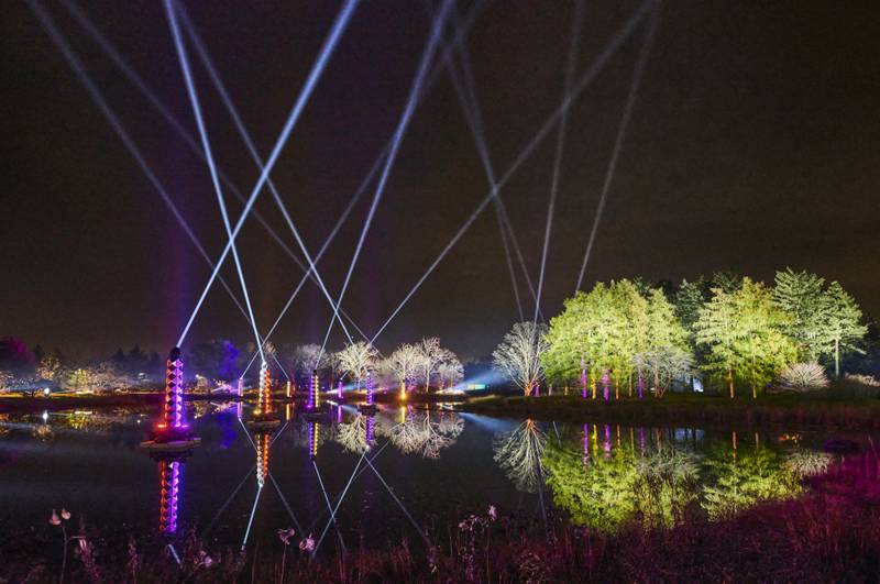 Radiant Reflections is one of the new attractions of Illumination: Tree Lights at The Morton Arboretum.