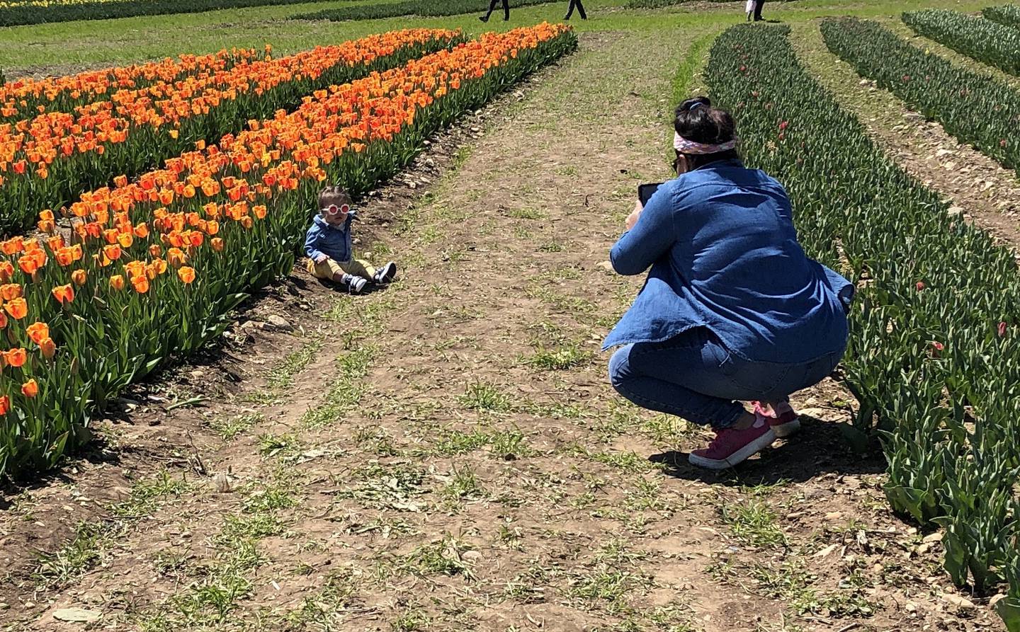 Claudia Mejia snapped photos of 10-month-old Cataleya Mejia on Sunday, April 21, 2024, the second day of Richardson Adventure Farms fourth-annual tulip festival.