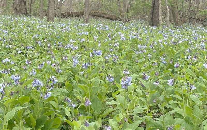 A field of bluebells bloom along the trailhead to Illinois Canyon on Monday, April 13, 2026 in Starved Rock State Park.