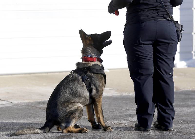 Wonder Lake firefighter and paramedic Ginelle Hennessey works with 7-month-old Jäger, a German shepherd getting trained as a search-and-rescue dog, Tuesday, Jan. 31, 2023, at Wonder Lake Fire Protection District Station 1, 4300 E. Wonder Lake Road in Wonder Lake. Once trained, the dog will be the first fire department search-and-rescue dog in McHenry County.