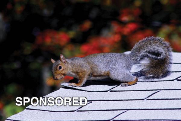 Wildlife Can Damage Your Roof: How to Prevent It