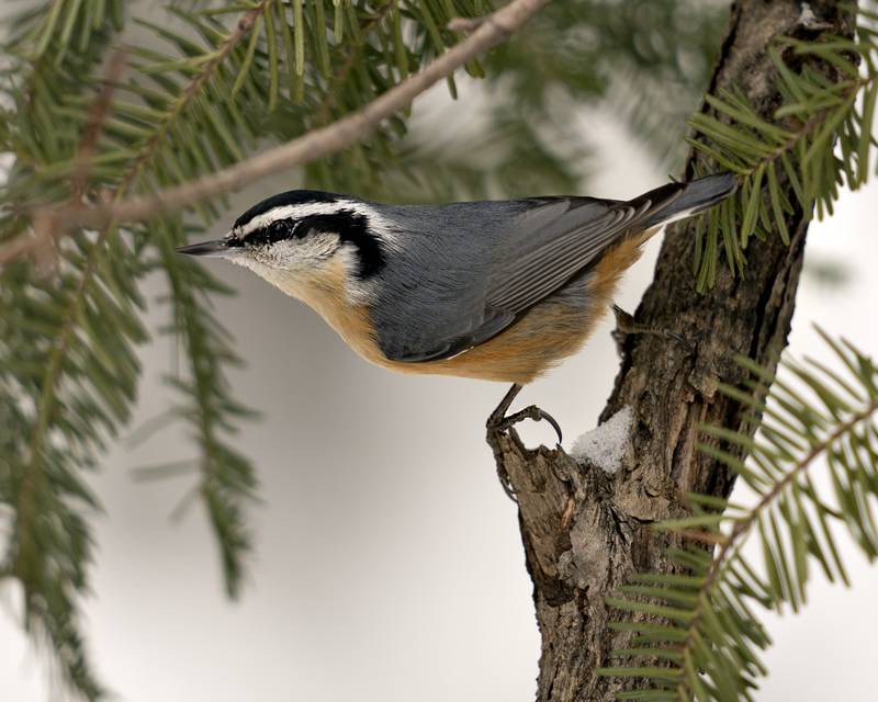 Keep an eye open for this seasonal gift, the red-breasted nuthatch. These perky birds use conifers as a source of both food and shelter.