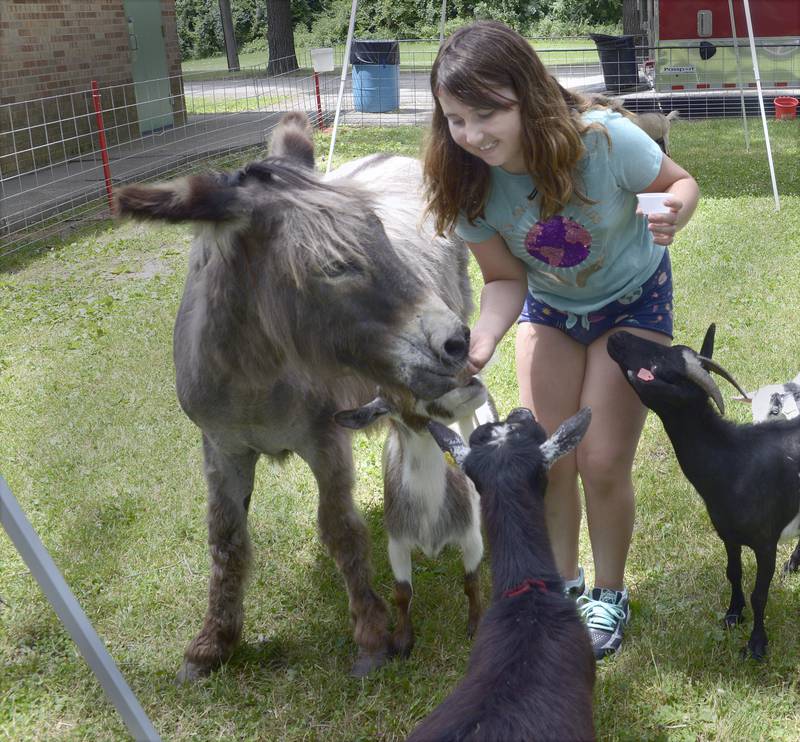 Farrah Hensley gets over run with farm animals as she feeds them at the petting zoo Saturday during  Spring Valley’s Summerfest.