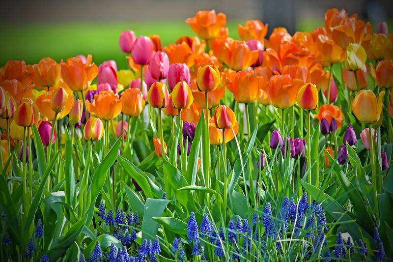 Paul Gierhart took this photo of tulips in spring bloom.