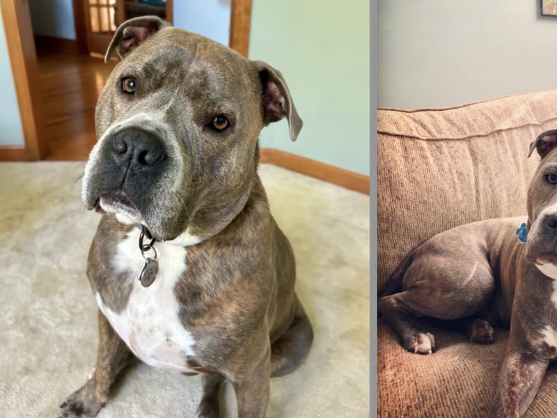 Oakley’s now a rescue dog twice over thanks to first responders’ quick action during house fire 