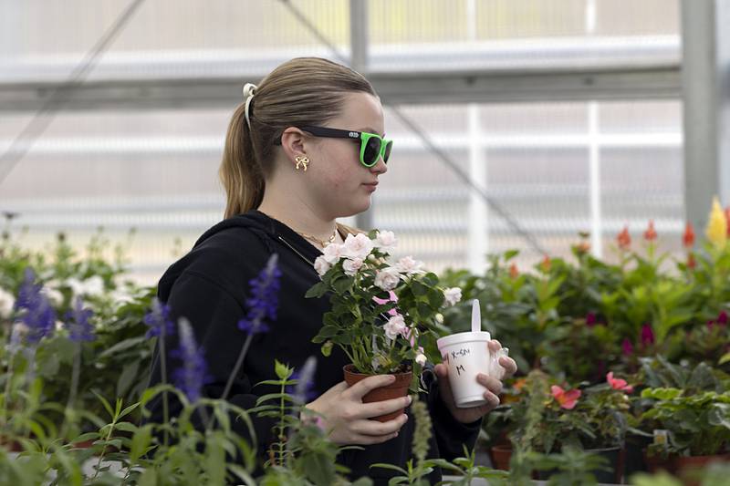 Macy Campos, 13, picks up an apple blossom for sale at Sterling High School’s FFA greenhouse Thursday, May 9, 2024 during Farmapalooza.