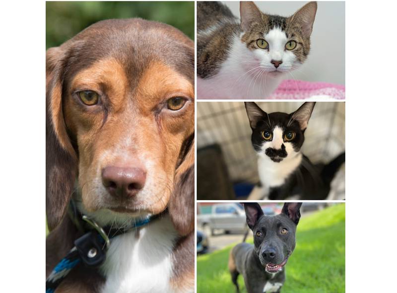 The Herald-News presents this week’s Pets of the Week. Read the description of each pet to find out about that pet, including where he or she can be adopted.