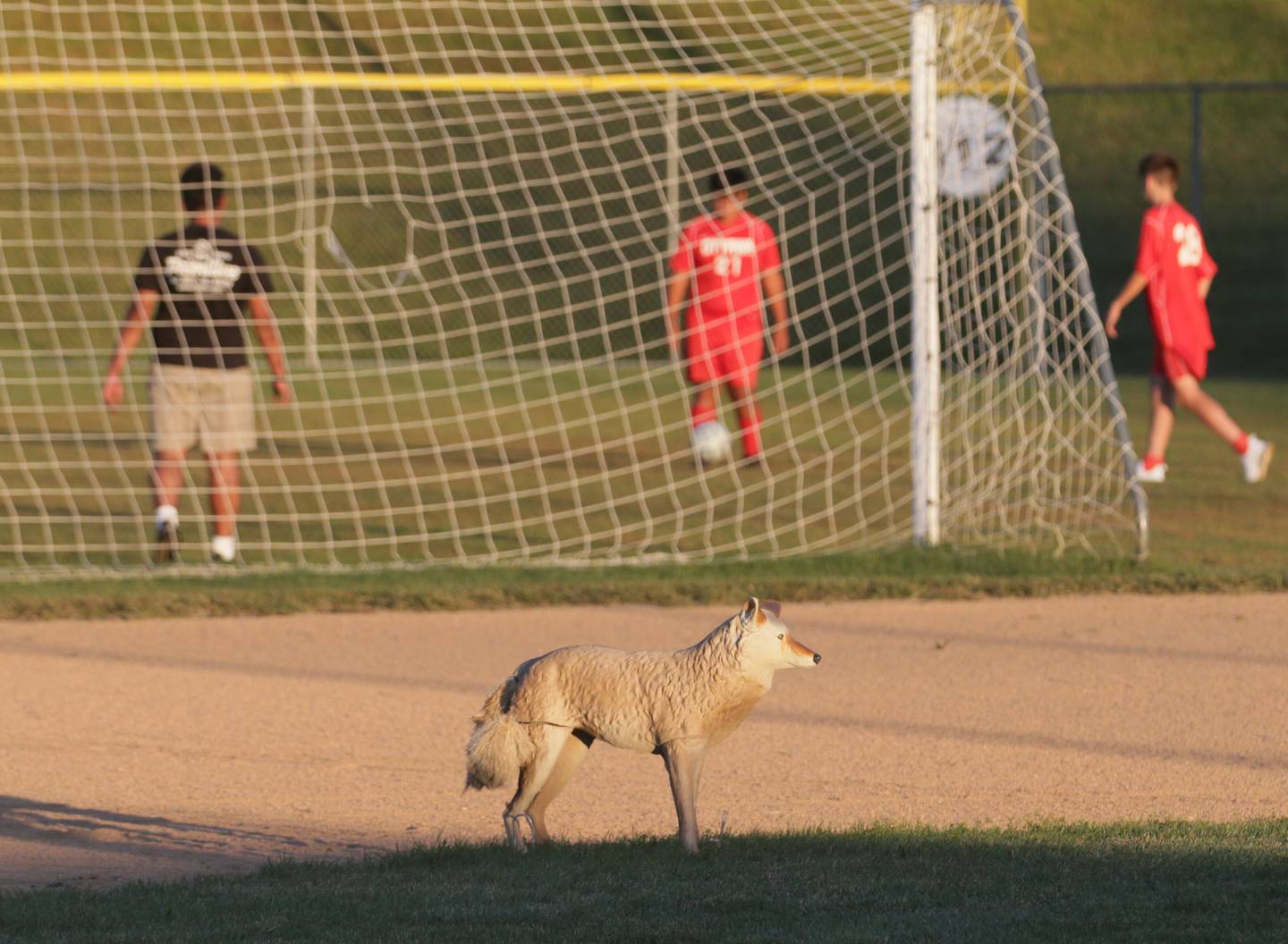 A coyote decoy is placed behind second base the baseball diamond during the soccer game between L-P and Ottawa on Monday, Oct. 3, 2022 at Ottawa High School.