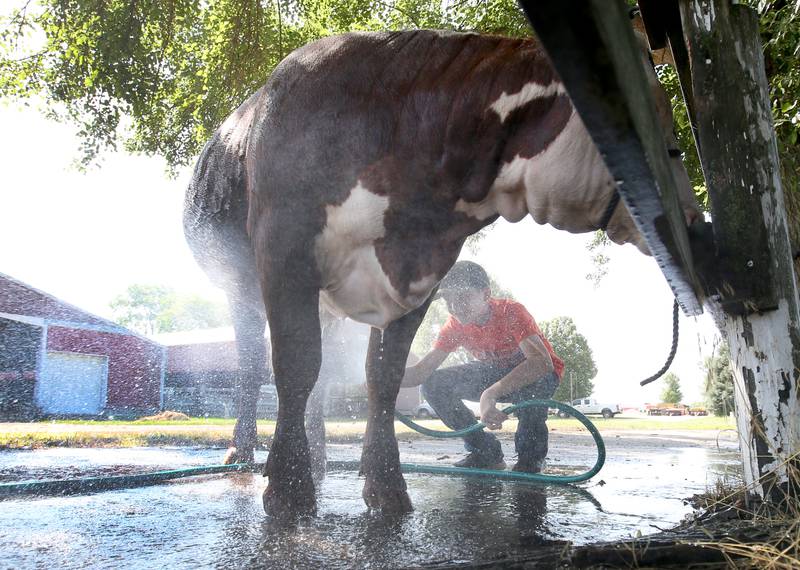 Cooper Hattan of Varna, washes his cow before showing it at the Marshall-Putnam 4-H Fair on Wednesday, July 9, 2023 in Henry.