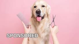 Tips for Choosing a Terrific Dog Groomer