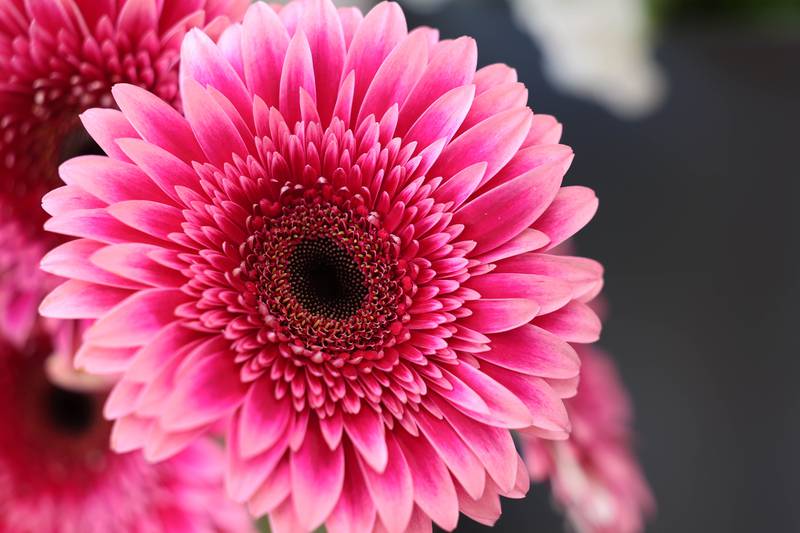 Some of the flowers that will be available at Willrett Flower Company during Saturday’s Downtown DeKalb Sweet Stroll event. The event, which will take place from 1 to 4 p.m. Saturday, will see more than a dozen businesses play host to vendors of speciality sweets, as well as fun activities.