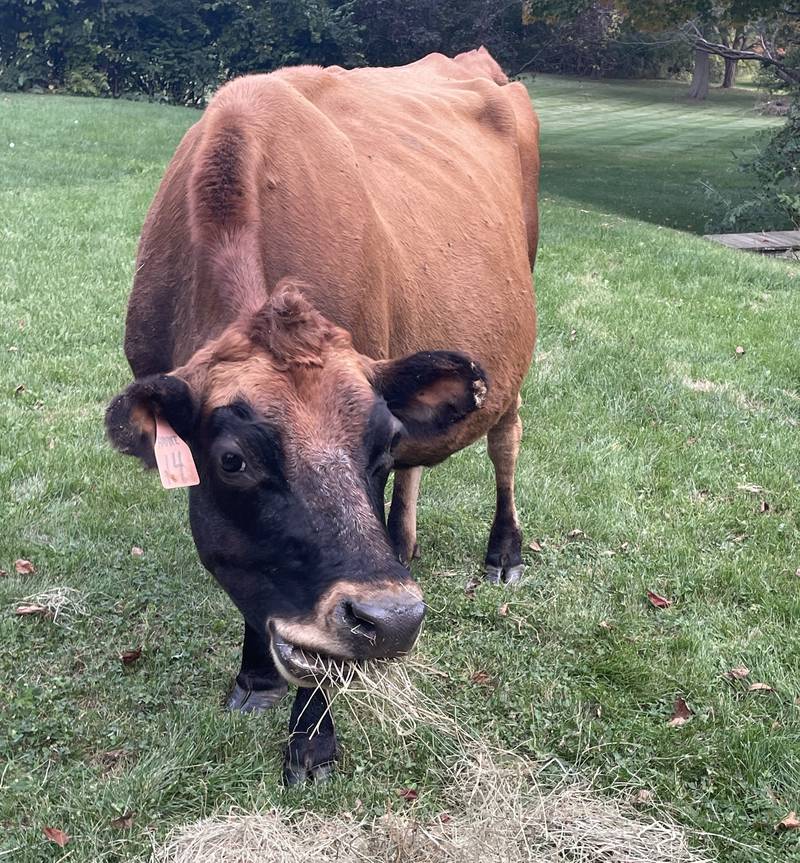 One of two escaped cows Kane County deputies rounded up in rural Elgin Township. Neighbors and deputies were concerned that the cows looked skinny, but before Animal Control could investigate, the owner gave them away to someone he said had more time to care for them.