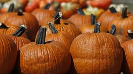 Pumpkin season is here – check out our list of pumpkin farms and festivities