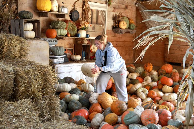 Emily Young of Grand Rapids, Mich. but formerly of Sugar Grove, chooses pumpkins at the Sugar Grove Pumpkin Farm on Friday, Oct. 21, 2023.