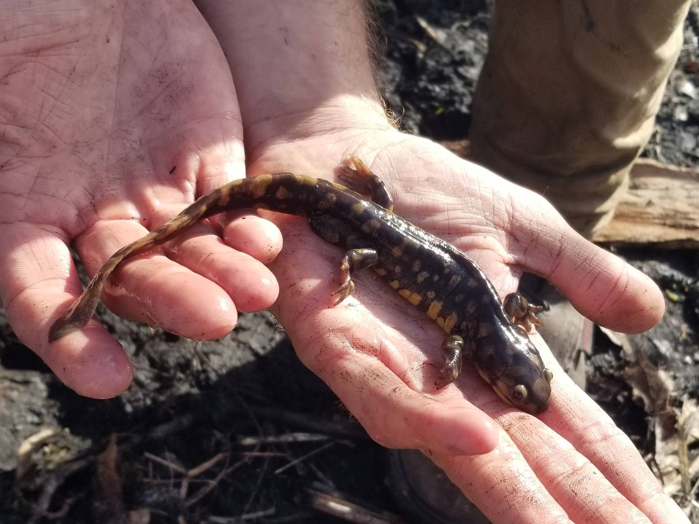Tiger salamanders moving to breeding ponds is a sign of spring that is often overlooked. St. Charles Park District ecologists monitor these movements and track the health of the local population over time.