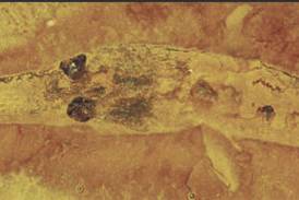 U of I Extension hosts fossil program for children at Seneca Library