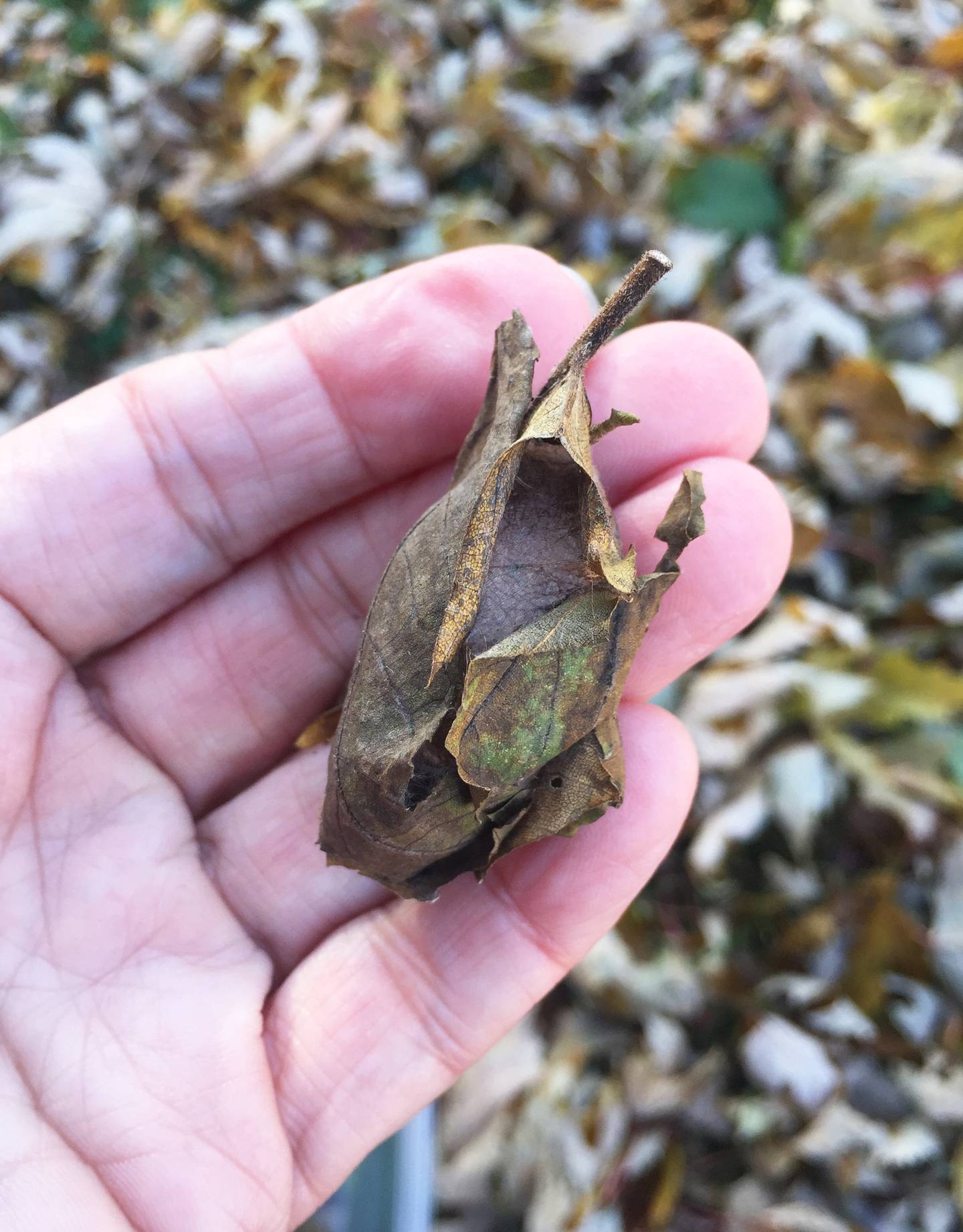 In 2020, Janie Grillo fed 34 luna moth caterpillars and overwintered them – one shown here – in her basement refrigerator. One of North America's largest moth species, it creates a perfect camouflage cocoon of leaves wrapped with its silk.