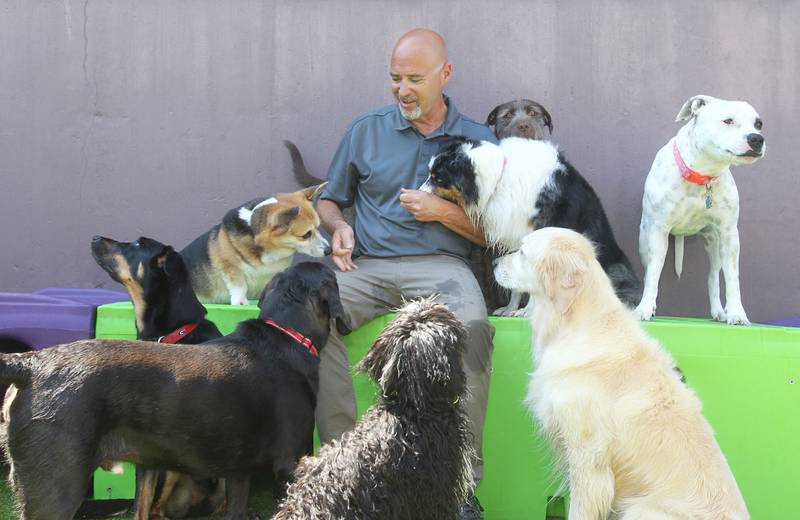 Layne Pollard, of Gurnee, franchise owner, gives some treats to dogs in enrichment day care at Central Bark in Gurnee on May 31, 2023. Pollard will be celebrating his 60th birthday and Father’s Day with his daughter, Jorie, climbing Mount Kilimanjaro in Tanzania.