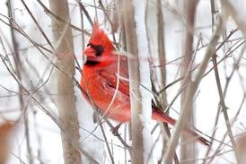 Photos: Daily Chronicle Photos of the Week for March 16-20, 2026