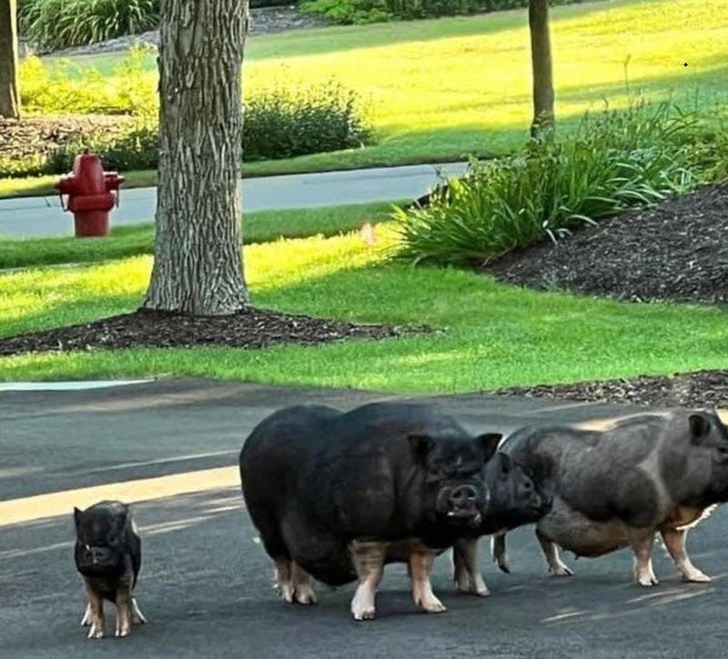 The Wayne Police Department is trying to help a group of pigs that are on the loose find their way home.