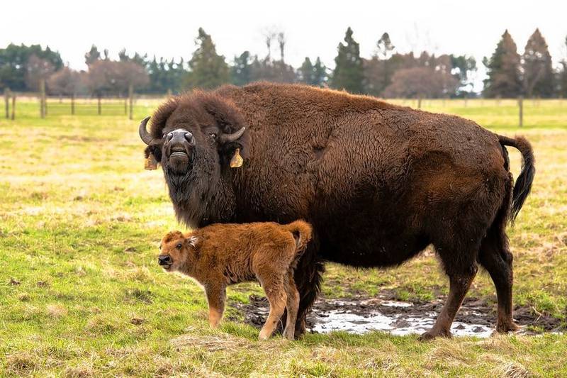The first bison was born this spring on the grounds of Fermilab in Batavia this week. Fermilab maintains a small herd of American plains bison on its grounds.
