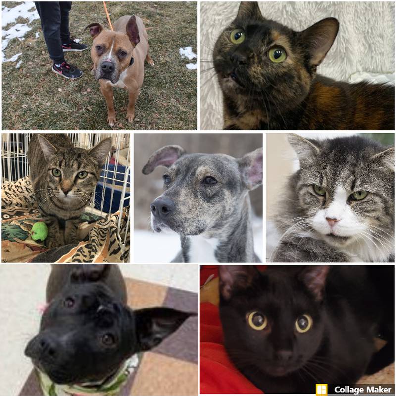 The Herald-News presents this week's Pets of the Week. Read the description of each pet to find out about that pet, including where he or she can be adopted.