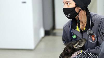 Photo gallery: More from Wally the wallaroo's wild day