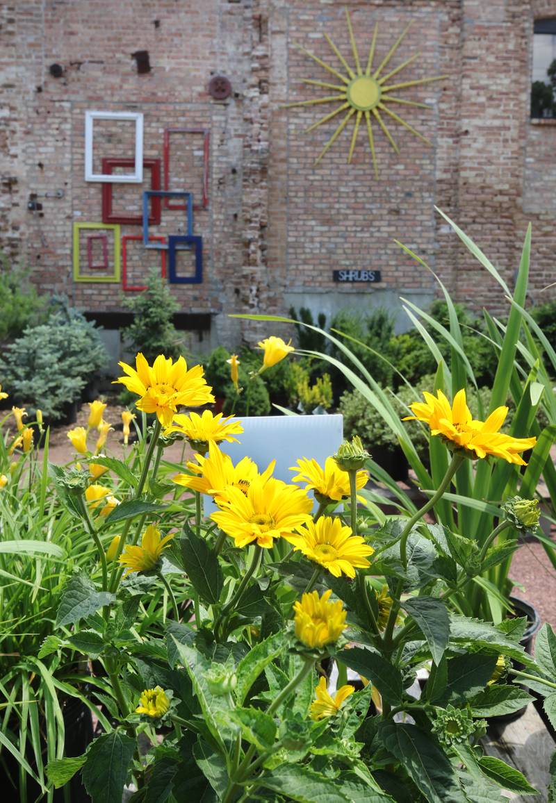 Some flowers available Wednesday, June 21, 2024, at Blumen Gardens in Sycamore. The flowering plants are separated by color in the outside plant sales area.