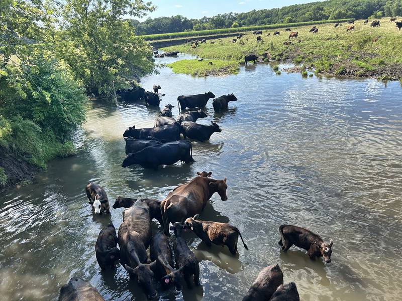 Cattle cool off in Pine Creek between Polo and Mt. Morris on Monday, July 28, 2025.