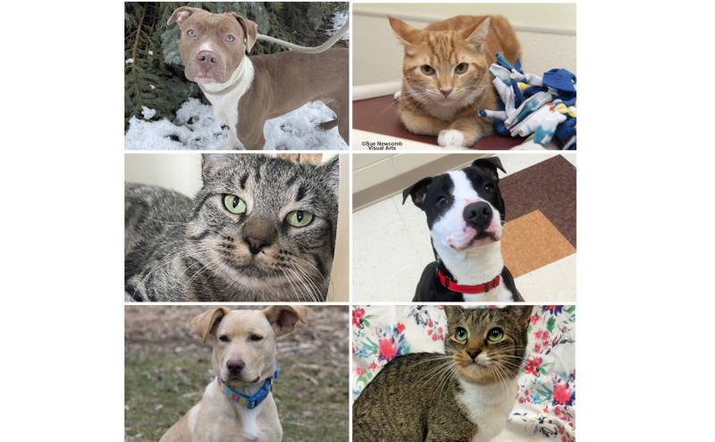The Herald-News presents this week’s Pets of the Week. Read the description of each pet to find out about it, including where it can be adopted in Will County.