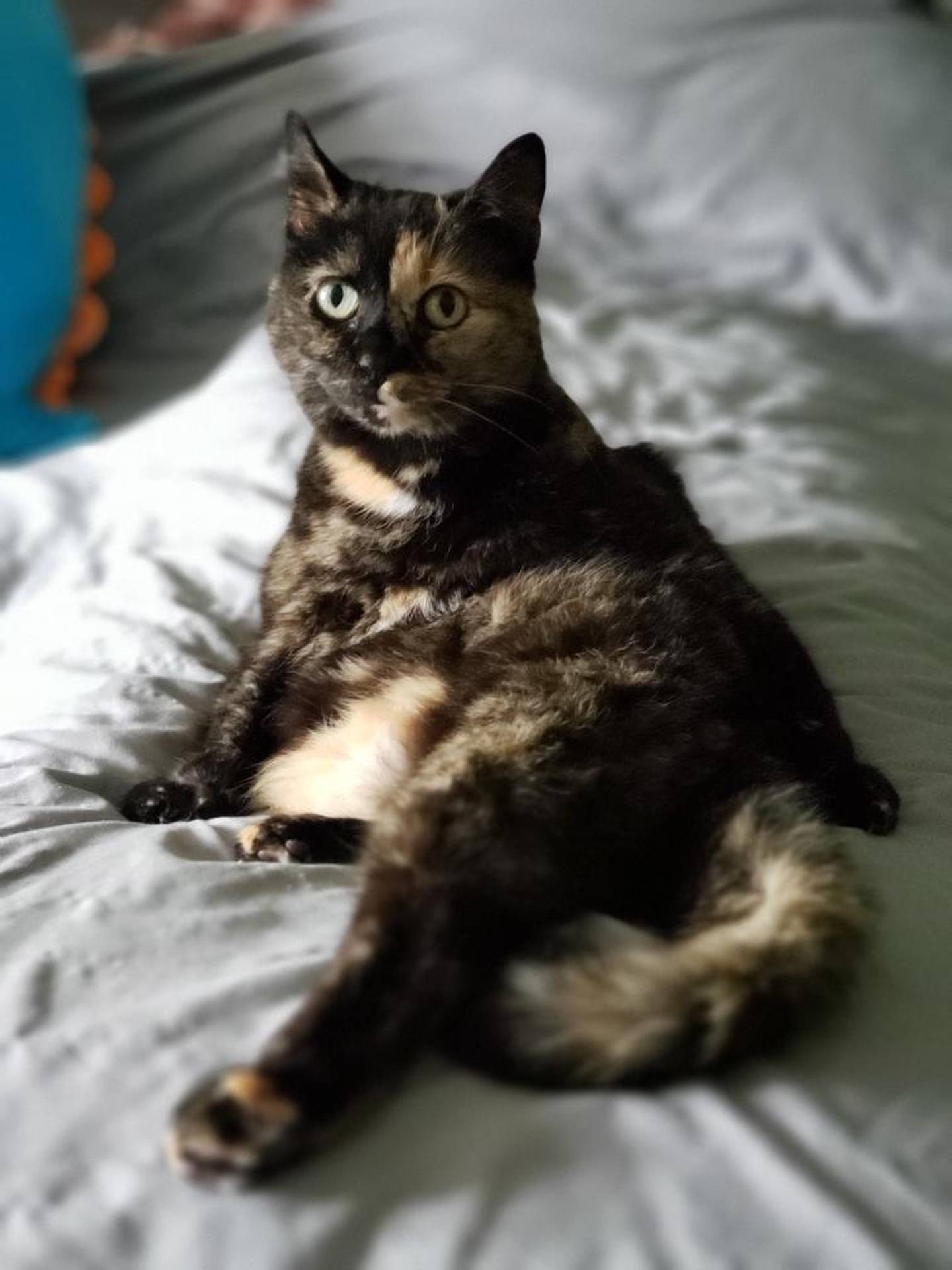 Four-year-old Cleo Rose was found as a stray. Cleo Rose is a typical tortie: she knows what she likes and wants – and she loves attention on her terms. Although she likes head scratches and she follows her foster around rubbing on her legs, she’s independent enough to be a low-maintenance companion. She must be the only cat in the home. To meet Cleo Rose, email Catadoptions@nawsus.org. Visit nawsus.org.