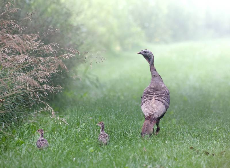 A hen turkey leads her chicks off into the fog Monday, July 22, 2024, on a path at Shabbona Lake State Recreation Area in Shabbona Township.
